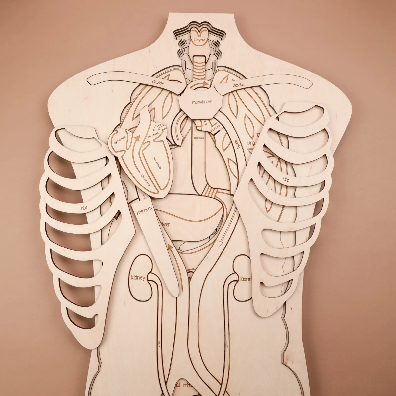 İnsan Anatomisi Puzzle