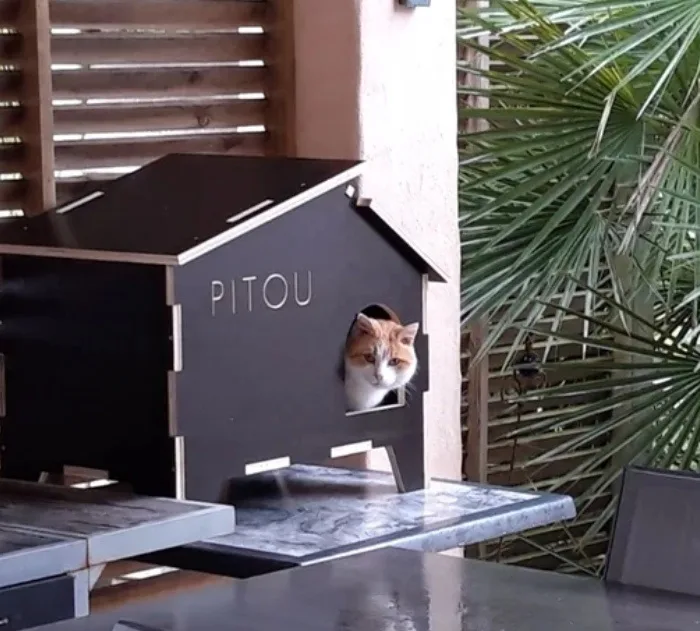 Kedi Evi