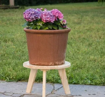 Modern Bitki Taburesi