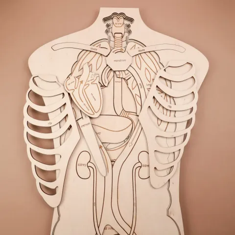 İnsan Anatomisi Puzzle