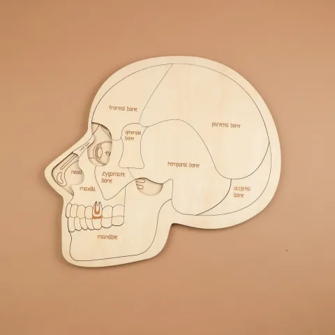 Kafatası Puzzle