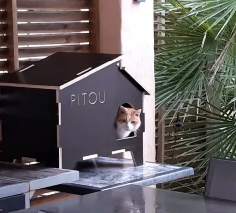 Kedi Evi