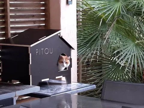 Kedi Evi
